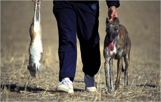 GALGO Y CAZADOR.jpg