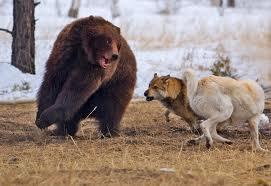 oso y lobos.jpg